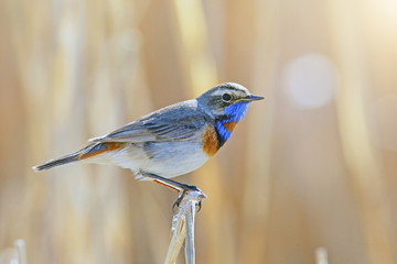 beautiful Bluethroat with a colorful plumage