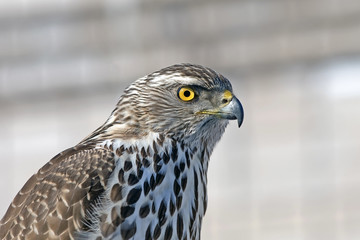 the predatory look of a hawk