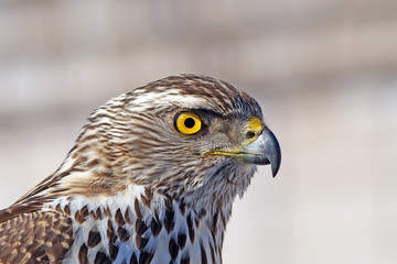 the predatory look of a hawk