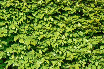 Obraz premium green hornbeam hedgehog in the spring close up