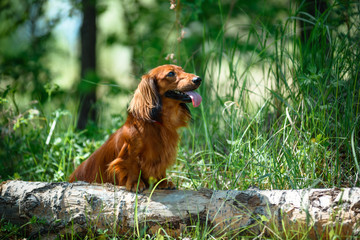 Hunting dog in the woods.