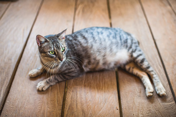 beautiful pregnant female cat with intense eyes