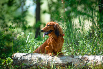 Hunting dog in the woods.