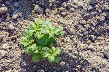 Young potato plants growing on the soil in rows