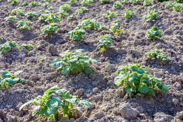 Young potato plants growing on the soil in rows