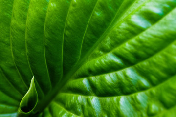 Green leaf with water drops for background