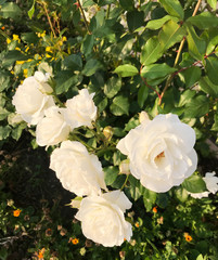 Close-Up Of Fresh White Roses Blooming In Garden