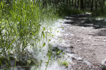 On the forest path lies a white poplar fluff