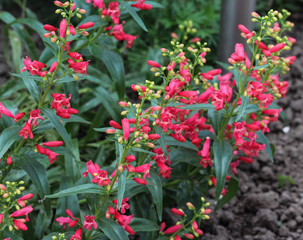 close up of Scarlet bugler flower, Beardlip penstemon