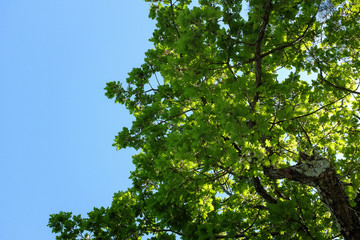 Fototapeta premium Green oak leaves against the blue sky with clouds