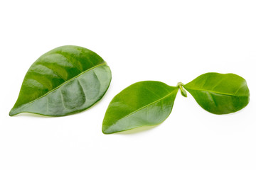 Green tea leaf isolated on white background.
