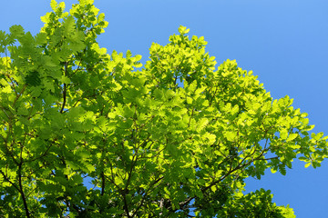 Green oak leaves against the blue sky with clouds