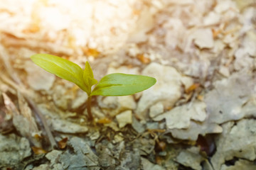 The seedling are growing from the rich soil to the morning sunlight that is shining, ecology concept.