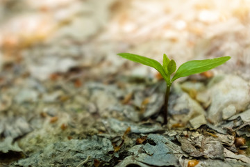 The seedling are growing from the rich soil to the morning sunlight that is shining, ecology concept.