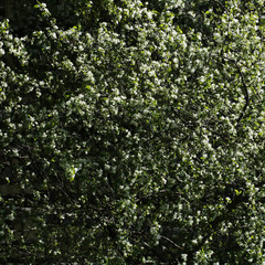 Apple tree flowers.