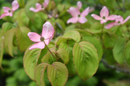 Pink Flowering Dogwood - Cornus Kousa Satomi