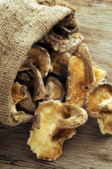 Fungi