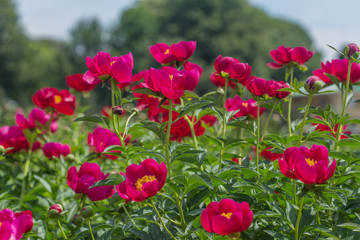 Obraz premium many peony flowers on a summer sunny day