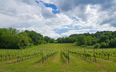 Weinanbau in Frankreich