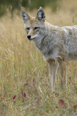 Naklejka na ściany i meble Amazing eyes of wild coyote in Canadian Rockies