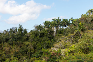 Fototapeta na wymiar view over the Alejandro de Humboldt National Park region guantanamo cuba. UNESCO world heritage site