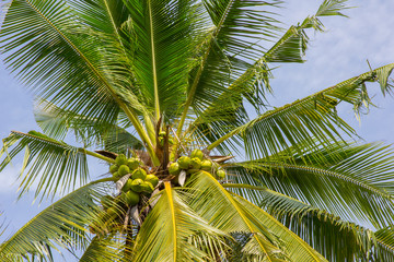 coconut tree