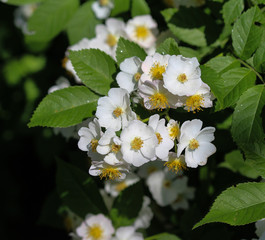 Close up of a flower of the Prunus avium, commonly called wild cherry, sweet cherry, or gean