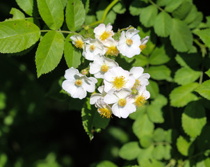 Close up of a flower of the Prunus avium, commonly called wild cherry, sweet cherry, or gean