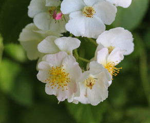 Close up of a flower of the Prunus avium, commonly called wild cherry, sweet cherry, or gean