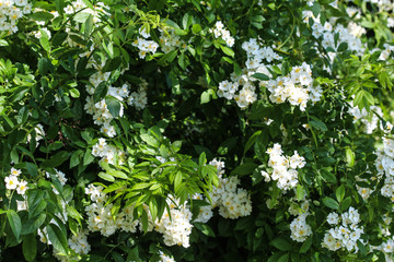 Close up of a flower of the Prunus avium, commonly called wild cherry, sweet cherry, or gean