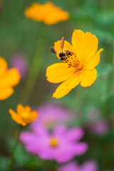 Bee on pollen of yellow flower.