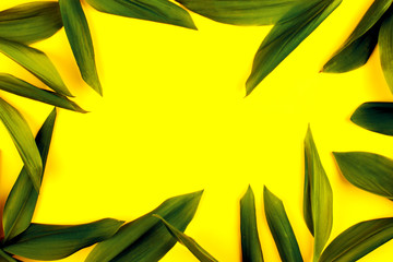 Fototapeta na wymiar Green leaf on yellow background, flat lay, top, view, punchy pastel, duo tone, frame