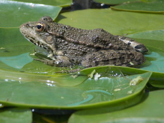 Obraz premium grenouille