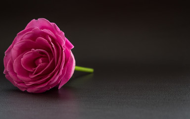 Fototapeta premium pink rose on dark leather surface