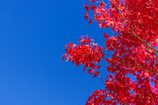 Autumn leaves against the sky background