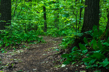 Fototapeta premium gravel road in green summer forest
