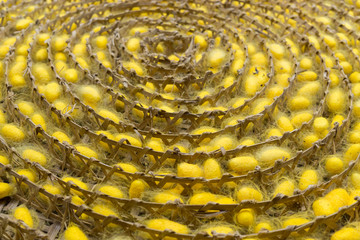 Yellow cocoon before woven into the silk