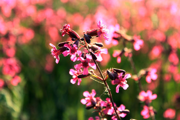 Flowers background. Pink close up wildflowers with natural bokeh. Copy space