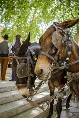 Obraz premium Mulets attelés tradition 