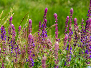 Purple flowers. Salvia officinalis. Herbal plant.