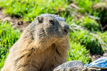 Marmotte