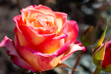 Beautiful bicolor rose flower blossom in the garden. Pink and yellow petals