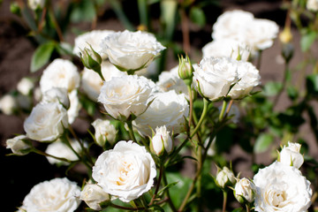 Beautiful white rose flower blossom in the garden