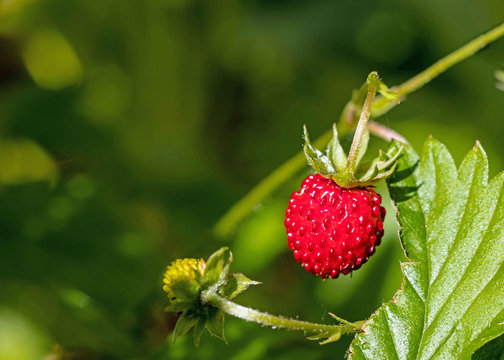 leckere Walderdbeere im Garten 