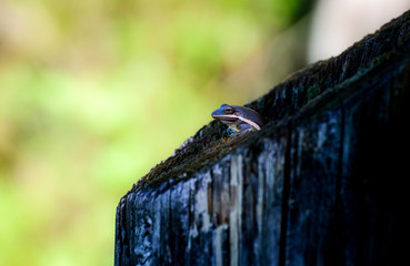 Tree frog sitting in a log