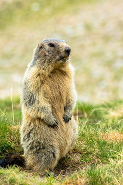 Marmotte