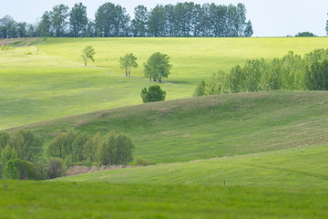 Green field under the bright sun.