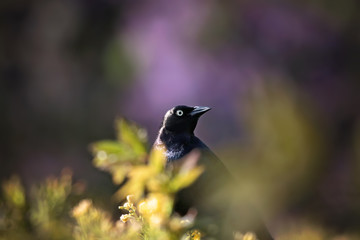 brewers blackbird sitting in front of a lilac bush