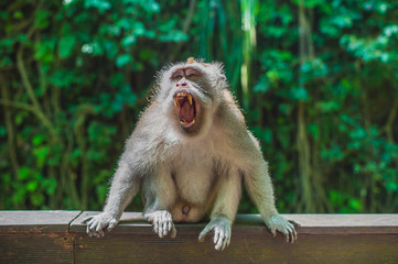 The cry of a monkey