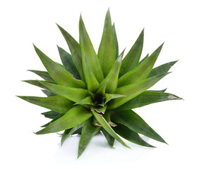 Leaves Raw pineapples, isolated on white background.